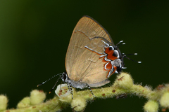 Calycopis pisis
