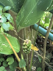 Goeppertia cylindrica