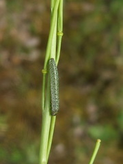 Anthocharis cardamines