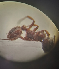 Myrmica rubra