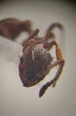 Myrmica rubra