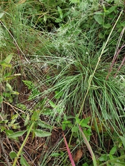 Trichanthecium natalense