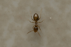 Plagiolepis pallescens