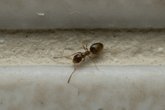 Plagiolepis pallescens