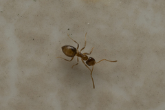 Plagiolepis pallescens