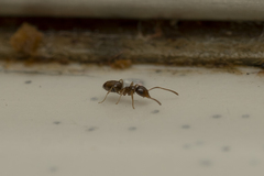 Plagiolepis pallescens