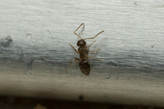 Plagiolepis pallescens