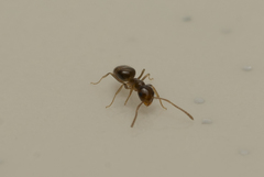 Plagiolepis pallescens