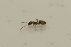 Plagiolepis pallescens