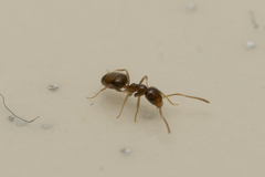 Plagiolepis pallescens