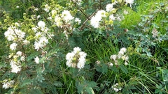 Mimosa quitensis