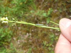 Anthocharis cardamines