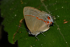 Calycopis bactra