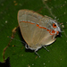 Calycopis bactra - Photo (c) Ken Kertell, algunos derechos reservados (CC BY-NC), subido por Ken Kertell