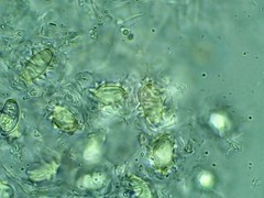 Chondrogaster pachysporus