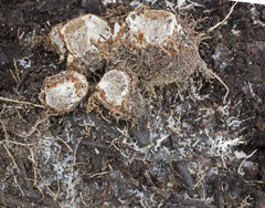 Chondrogaster pachysporus