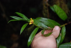 Maxillaria guareimensis