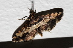 Nacoleia amphicedalis