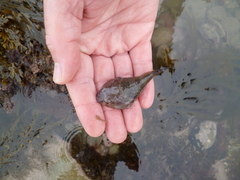 Diplocrepis puniceus