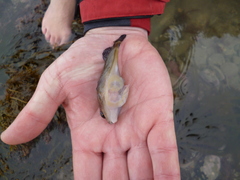 Diplocrepis puniceus