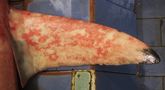 Carcharhinus brevipinna