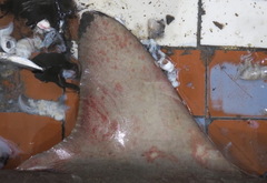 Carcharhinus brevipinna