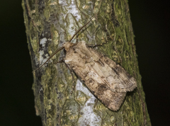 Agrotis clavis