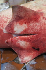 Carcharhinus brevipinna