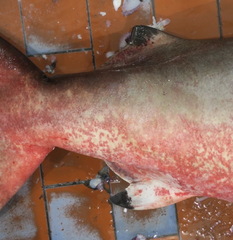 Carcharhinus brevipinna