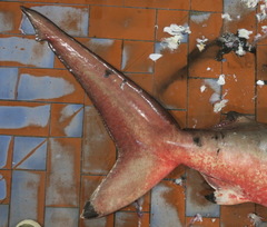 Carcharhinus brevipinna