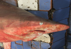 Carcharhinus brevipinna