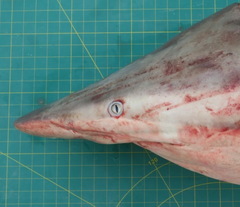 Carcharhinus brevipinna