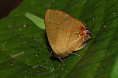 Calycopis atnius