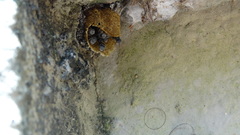 Friesella schrottkyi