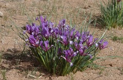 Iris bungei