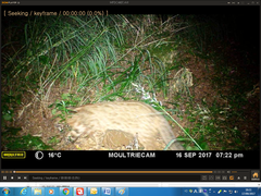 Prionailurus bengalensis