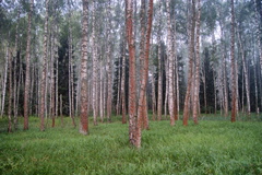 Trentepohlia umbrina