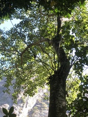 Gallesia integrifolia