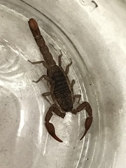 Pseudouroctonus reddelli