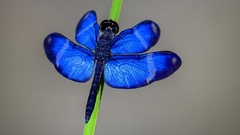 Zenithoptera lanei