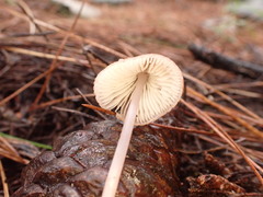 Mycena seynii