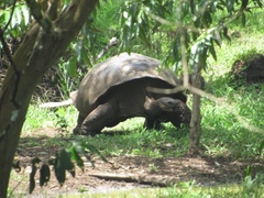 Chelonoidis niger donfaustoi