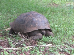 Chelonoidis niger donfaustoi