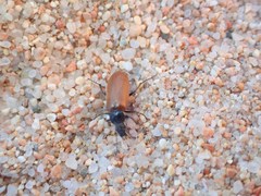 Megischia curvipes