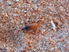 Megischia curvipes