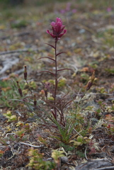 Castilleja rubra
