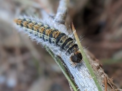 Thaumetopoea pityocampa