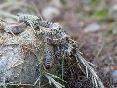 Thaumetopoea pityocampa