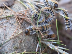 Thaumetopoea pityocampa