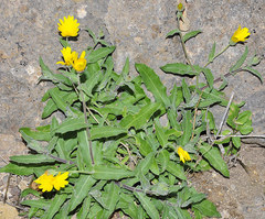 Calendula suffruticosa